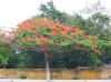 flamboyanttree.JPG (54424 Byte)