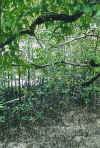 mangroven2.jpg (90308 Byte)