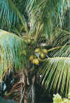 palme.jpg (78805 Byte)