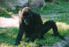gorilla1.JPG (48341 Byte)